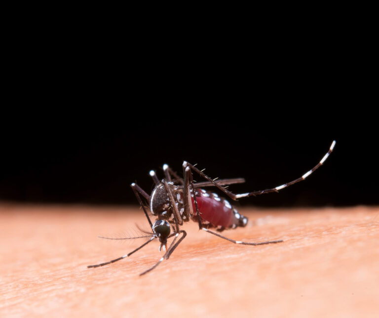 Os meses de janeiro, fevereiro e março concentram o período de maior presença de mosquitos no Brasil. O calor e o aumento das chuvas criam condições ideais para a proliferação do Aedes Aegypti e de diversos pernilongos