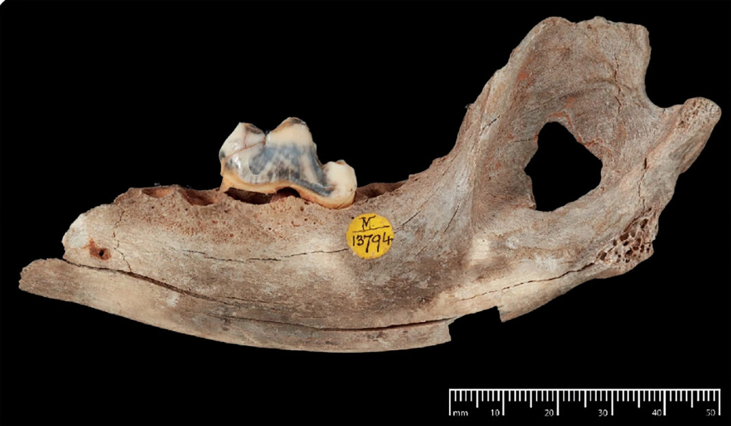 DNA revela: cachorros são nossos amigos há quase 16 mil anos