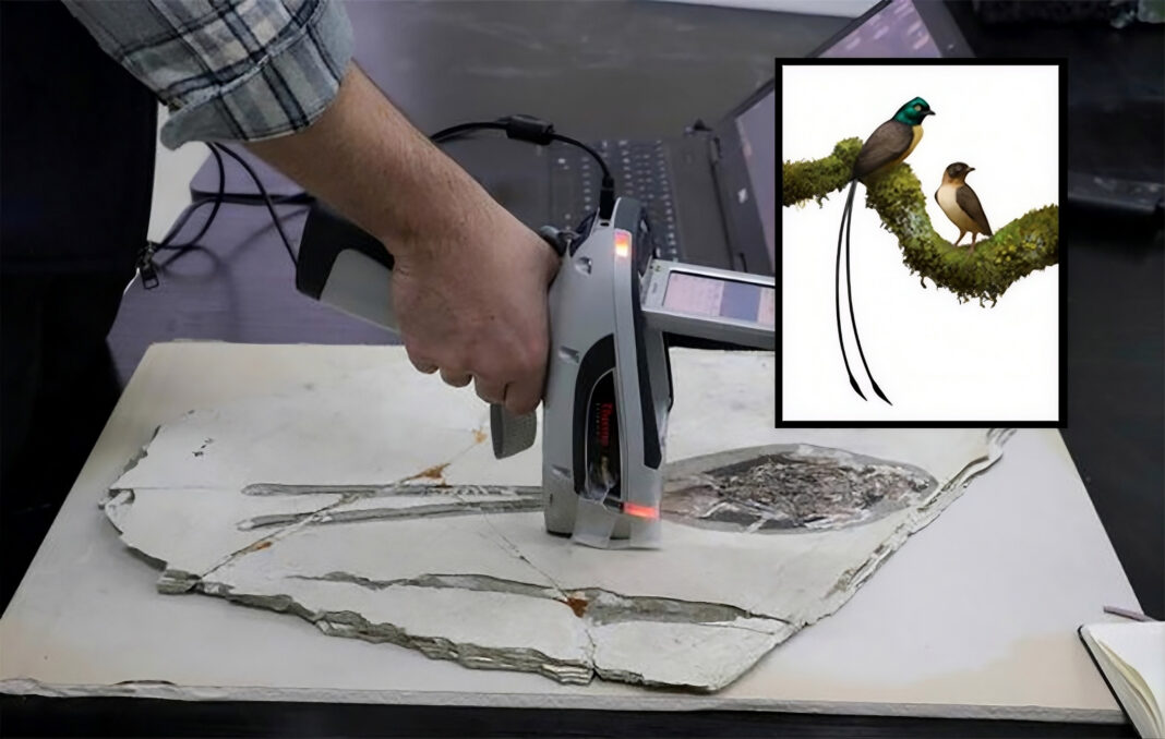 Cientistas descobrem nova ave da época dos dinossauros